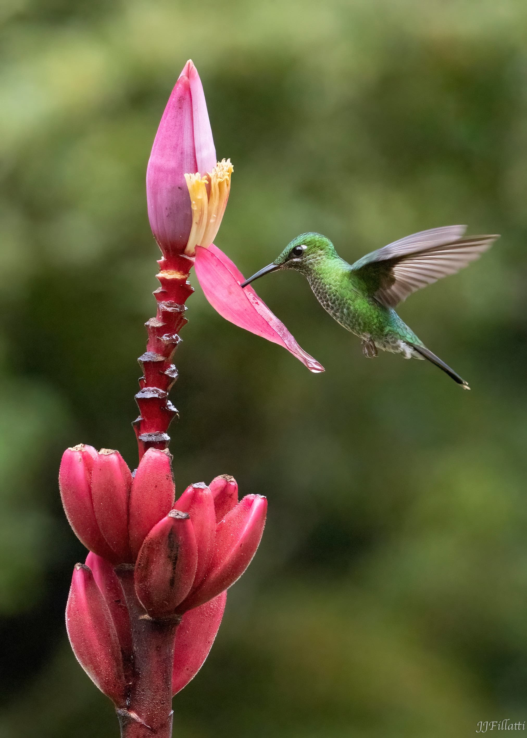 bird of Costa Rica image 28